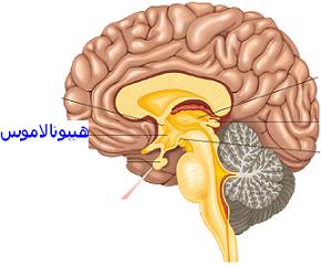 hypothalamus2
